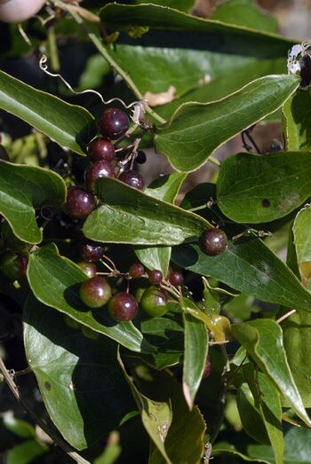 Smilax aspera 190