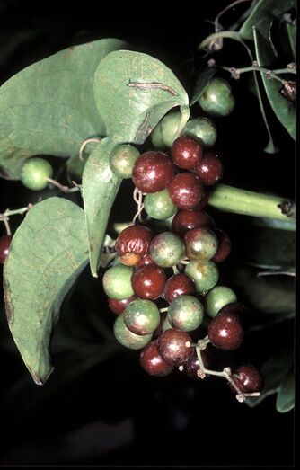 Smilax aspera FC01235