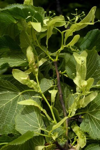 Tilia platyphyllos 340