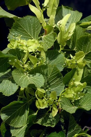 Tilia platyphyllos 341