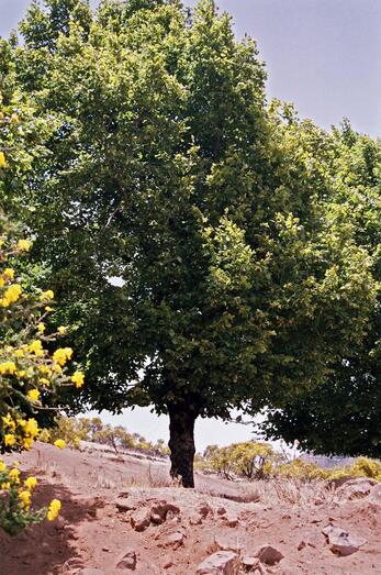 Tilia platyphylos 31