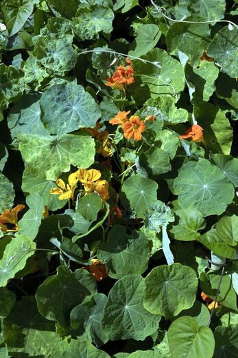 Tropaeolum majus 0018
