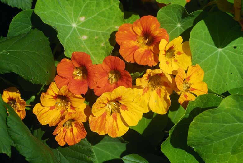 Tropaeolum majus 134