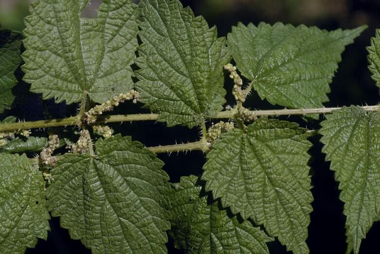 Urtica morifolia 403