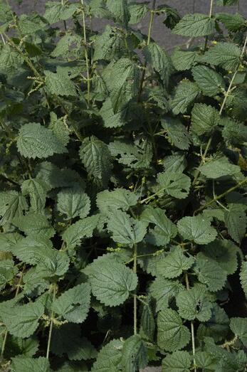 Urtica morifolia 412