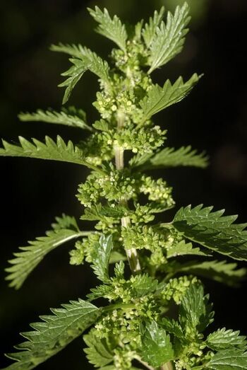 Urtica urens 0033