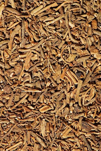 Valeriana officinalis 0042