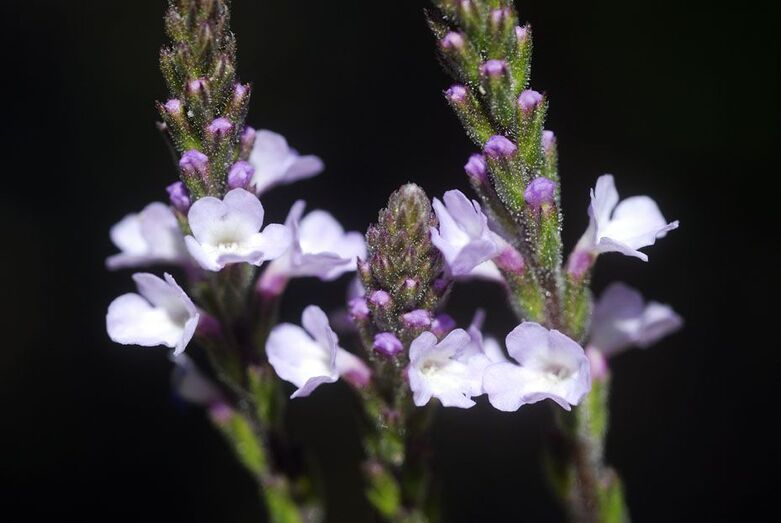 Verbena officinalis 091