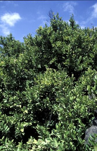 Visnea mocanera FC01238