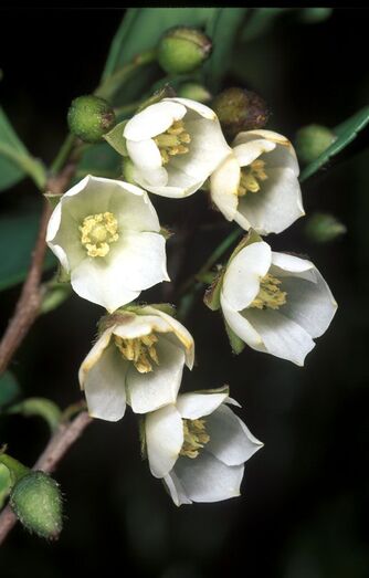 Visnea mocanera FC01242