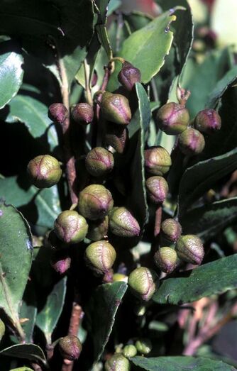 Visnea mocanera FC01244