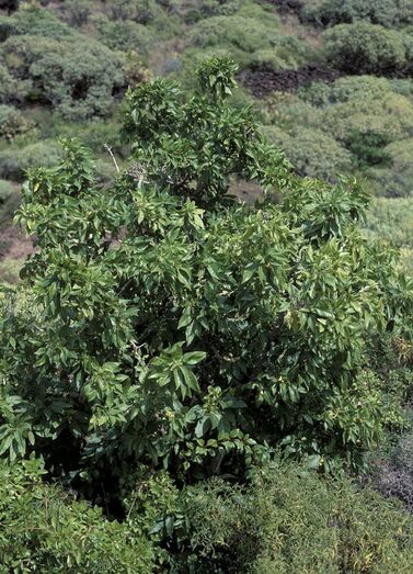 Withania aristata FC00517