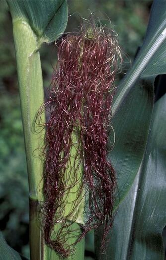 Zea mays FC01672
