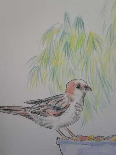 jilguerojuanamorenomolina