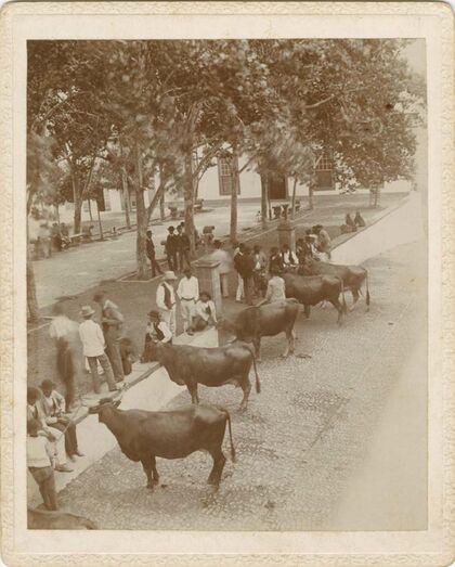 Plaza grande de Guía 1897( Foto propiedad de: Orator F. Cook, Papers. Special Collections Research Center, University of Chicago Library)