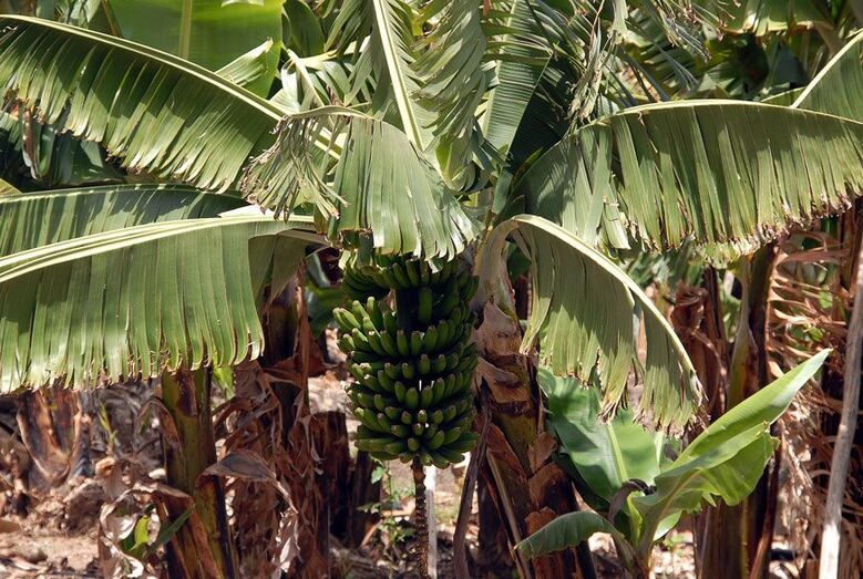 La platanera: la gran consumidora de agua