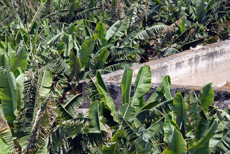 Obras hidráulicas y plataneras: Gran Canaria