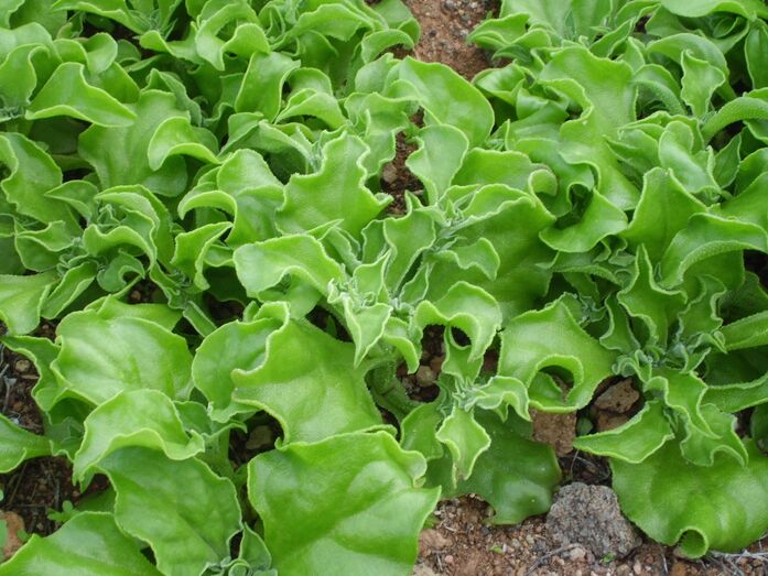 Barrilla. Mesembryanthemum crystallinum.