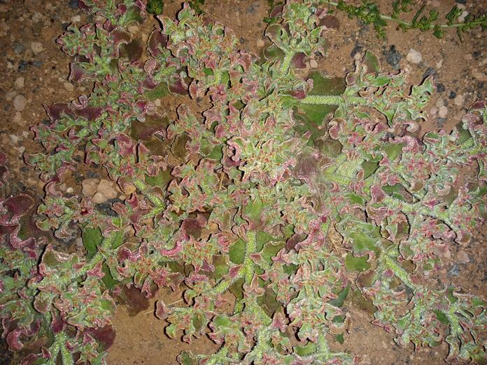 Barrilla. Mesembryanthemum crystallinum.