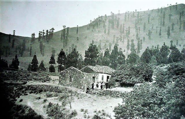 Finca de Samsó, Tamadaba años cuarenta del pasado siglo, cuando la extracción desordenada de madera casi arrasa el pinar.