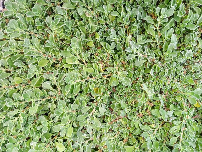 Patilla. Aizoon canariense