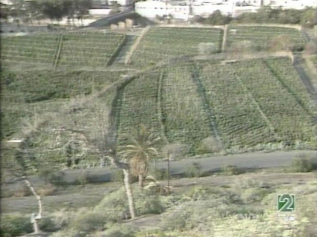 Años ochenta del pasado siglo, las Candelarias plantadas de tomates.
