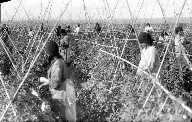 Años ochenta del pasado siglo, las Candelarias plantadas de tomates.