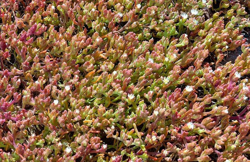 Cofe cofe. Mesembryanthemum nodiflorum.