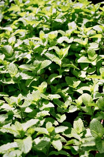 Mentha spicata 04