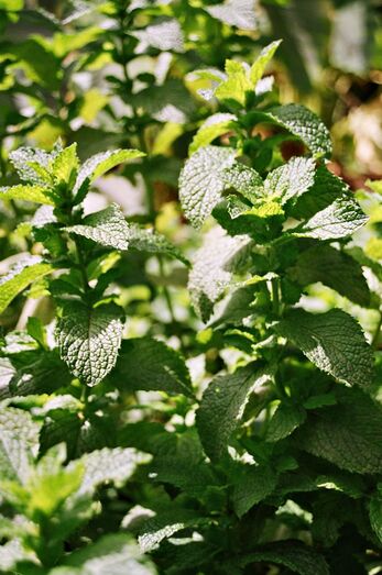 Mentha spicata 05