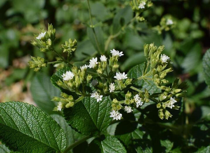 stevia