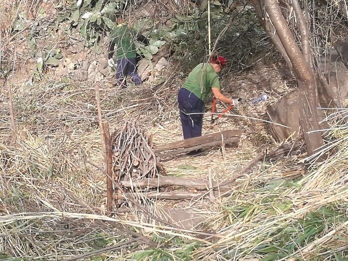 Desbroce de cañasjpg