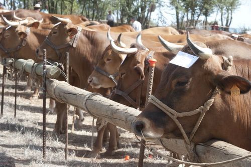 feria de ganado de teror