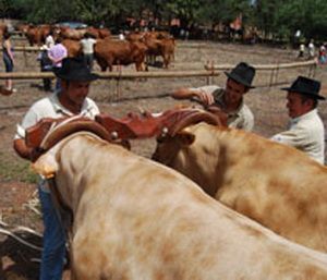 feria de ganado del agua