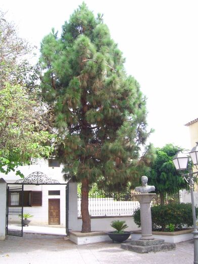 EL PINO DESCENDIENTE DEL DE LA APARICIÓN