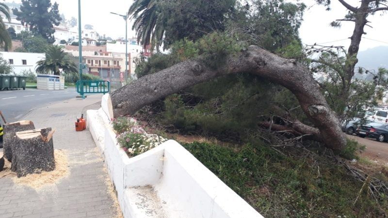 arbol4 800x450