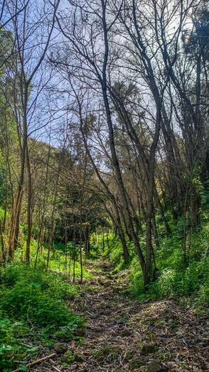 18 sendero Alamo Arbejales3