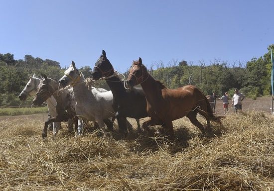 caballos