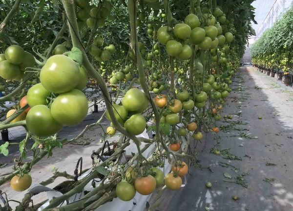 cultivotomates