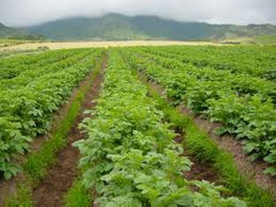 papascampo