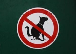 perro kk