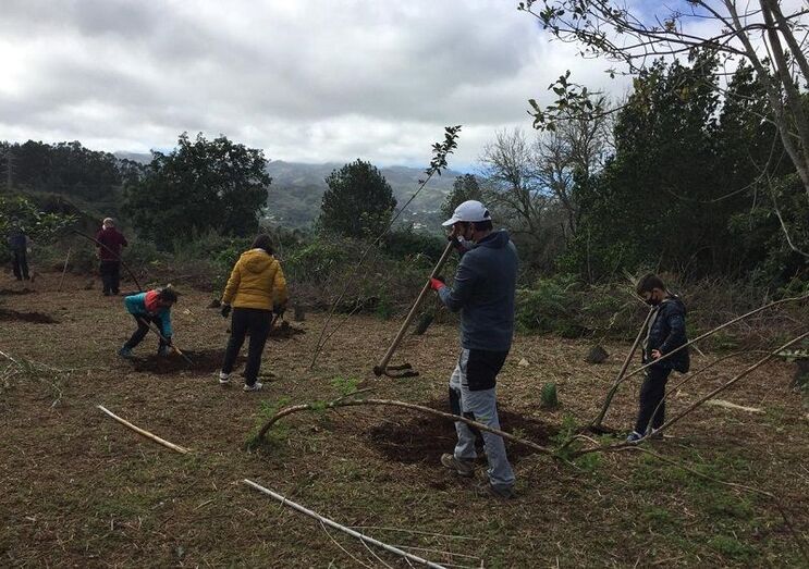 plantacionenero
