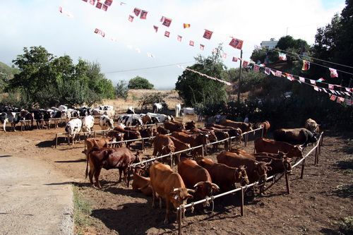 ganado lanzarote