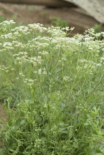 Pimpinella anisum 058