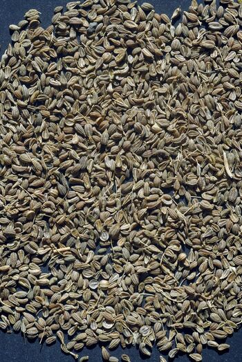 Pimpinella anisum 446